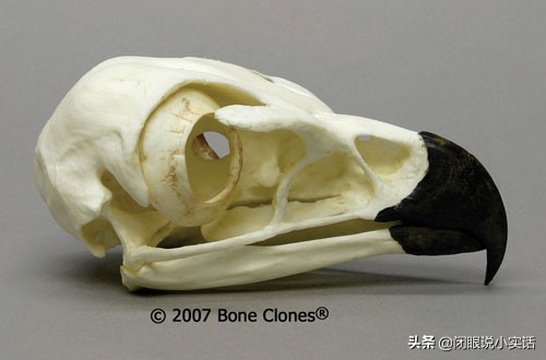 拔毛断喙鹰获重生,鹰拔毛断喙