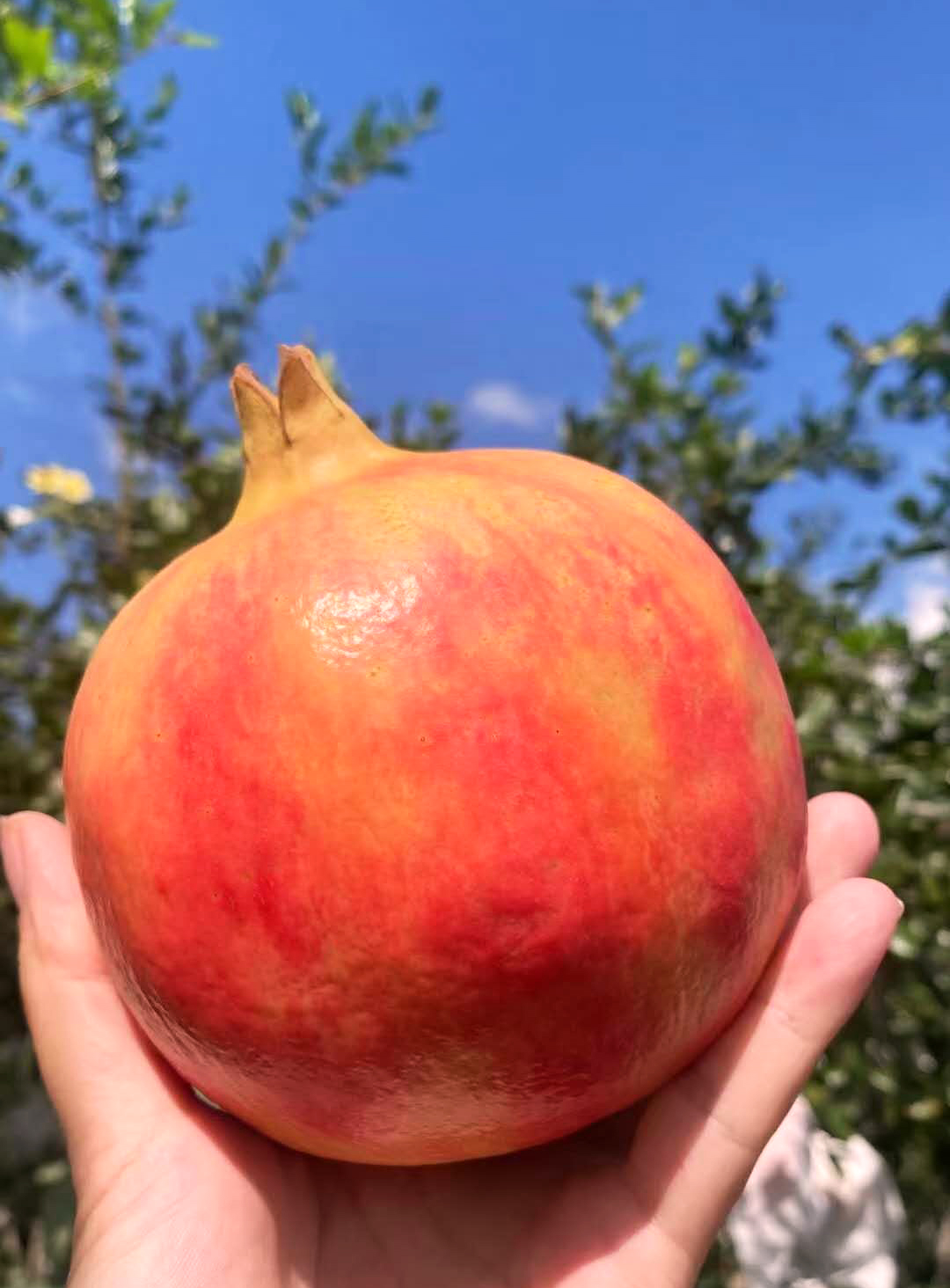 突尼斯软籽石榴快成熟了,突尼斯软籽石榴什么时候发新芽