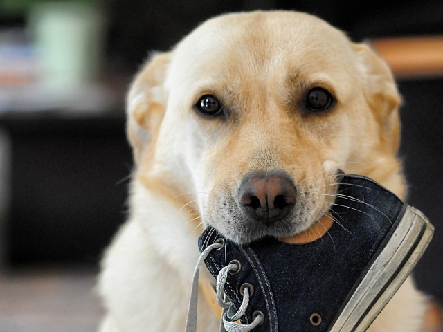 咬主人的狗能训练回来吗,咬主人的幼犬
