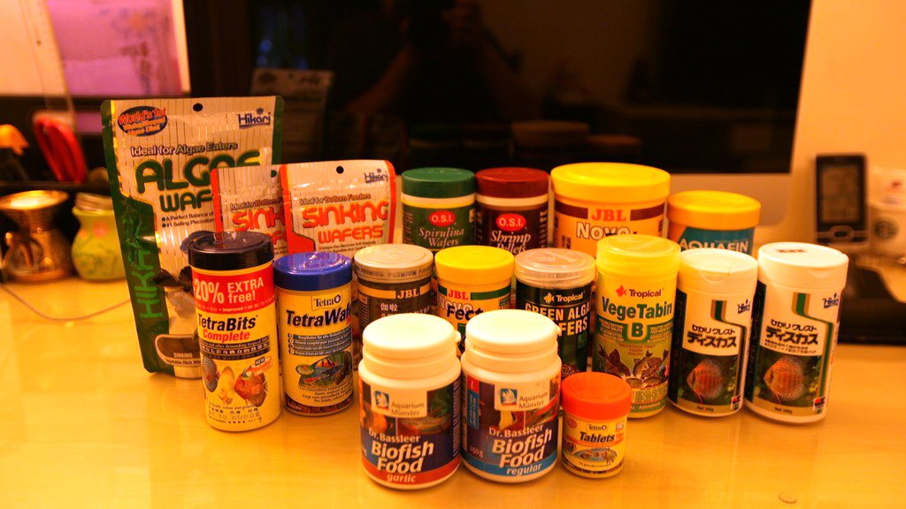 养鼠经验总结,鼠鱼的养殖方法和注意事项