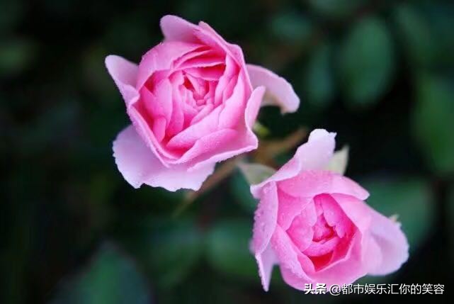 金牛和哪个星座最合适做情侣,能让金牛座放心大胆谈恋爱的星座