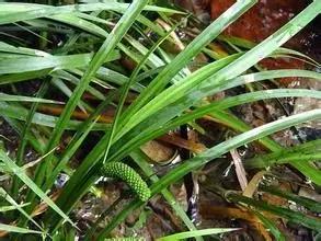 在水一方植物园,在水一方花卉