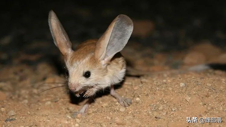 老鼠的天敌那么多为什么还没绝种,老鼠的天敌是谁为什么没有灭绝