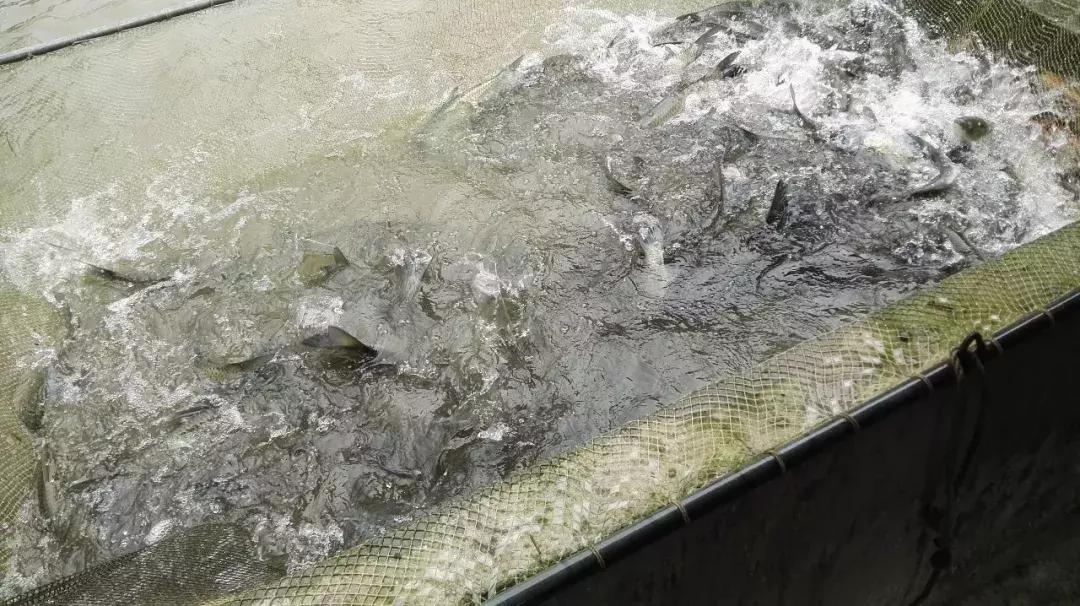 浣涘北鏈夐棿浜烘皵鐖嗘鍐滃簞,浣涘北閲戠墝鍐滃簞