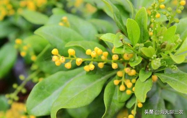 米兰如何种植视频讲解教程,南方四月米兰怎么种植