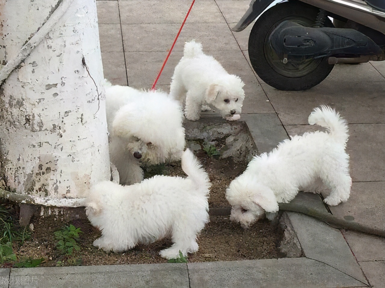 比熊犬为什么不建议养公的,比熊犬为什么不建议新手养