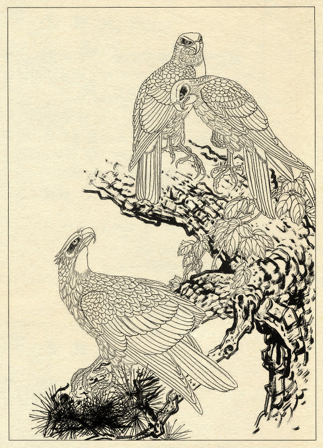 白描鹰技法基础入门,工笔画素材白描鹰图漂亮