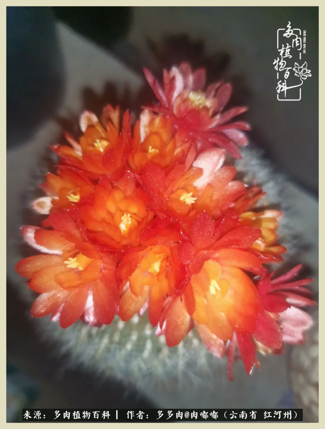 这个春天我们一起去赏花,这个季节我们一起去看花