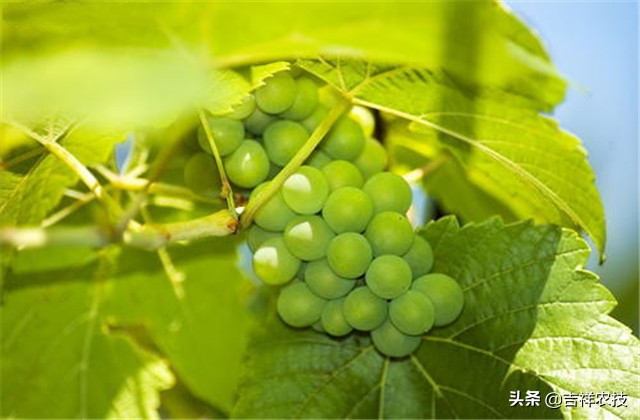 大青葡萄栽培方面的知识要点，你都会吗？来学学种植管理