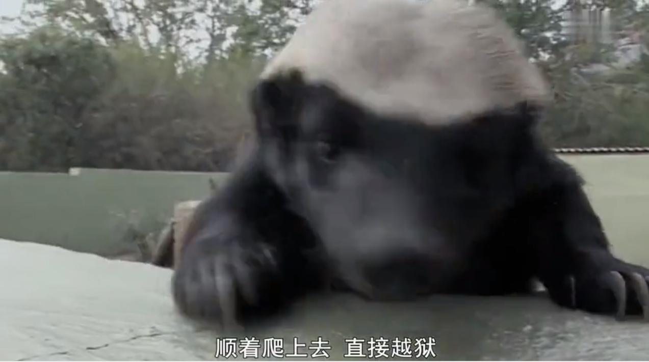 永不服输的蜜獾,曾经有一个保护区饲养了两只,后来怎么样了?