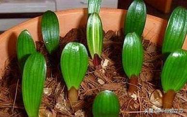 夏季给君子兰浇水的正确方法,夏天养护君子兰浇什么水最正确的