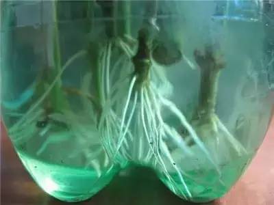 栀子花水插一个月不长根,栀子花水插方法介绍