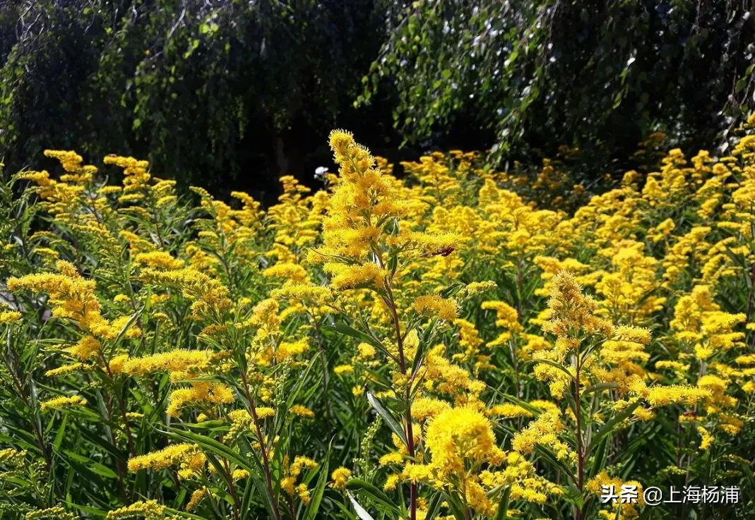 看见黄色花报警,看到这种花立即报警警方紧急提醒