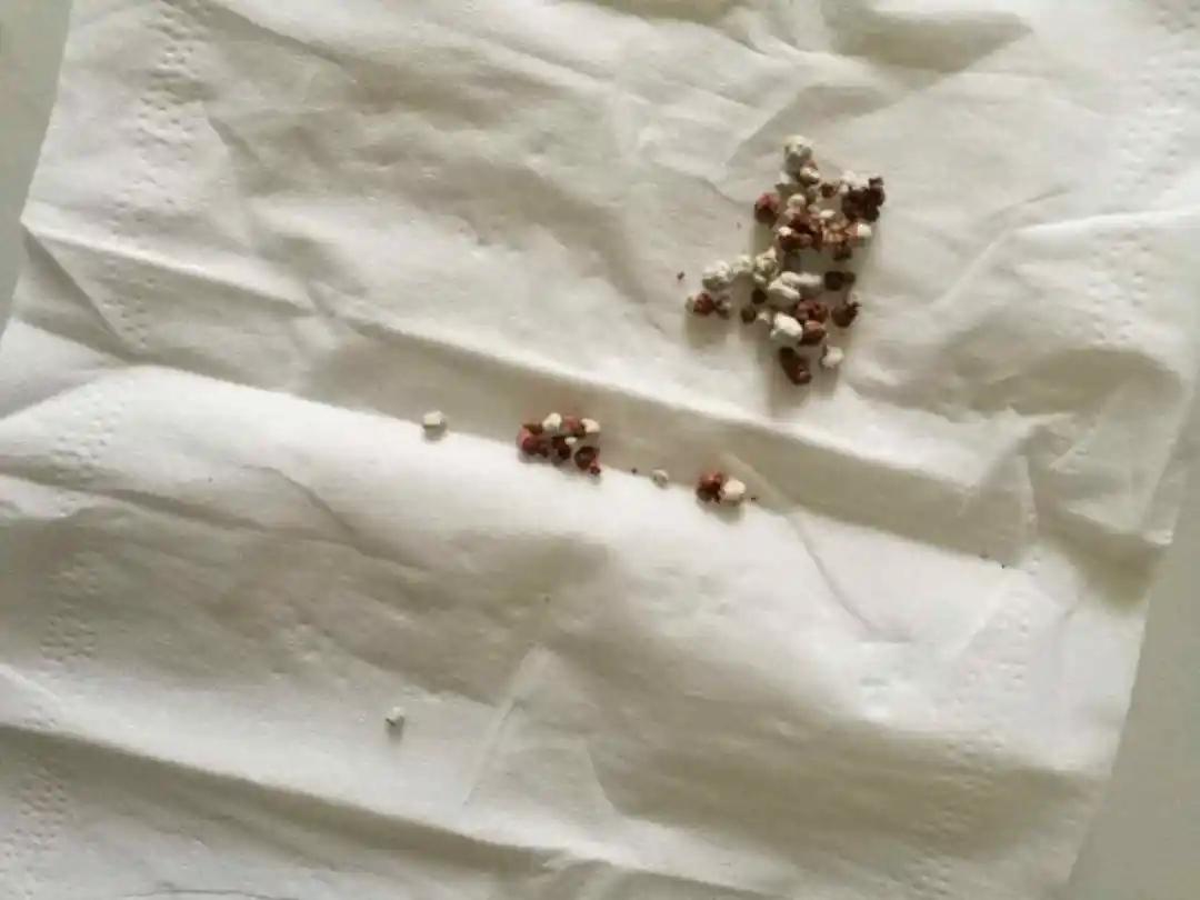 猫咪得了猫血会有什么症状,猫咪也会流鼻血吗