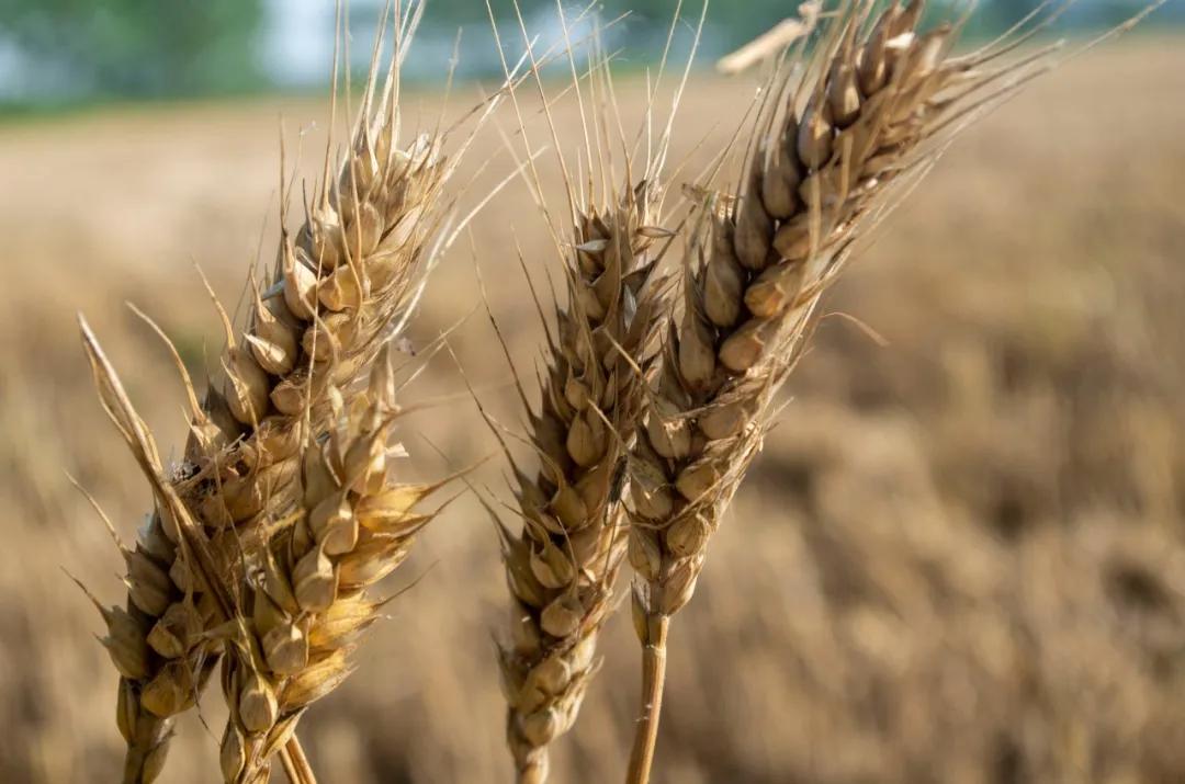 硬核整理!高清中药教材原植物彩*图色**谱(四期)