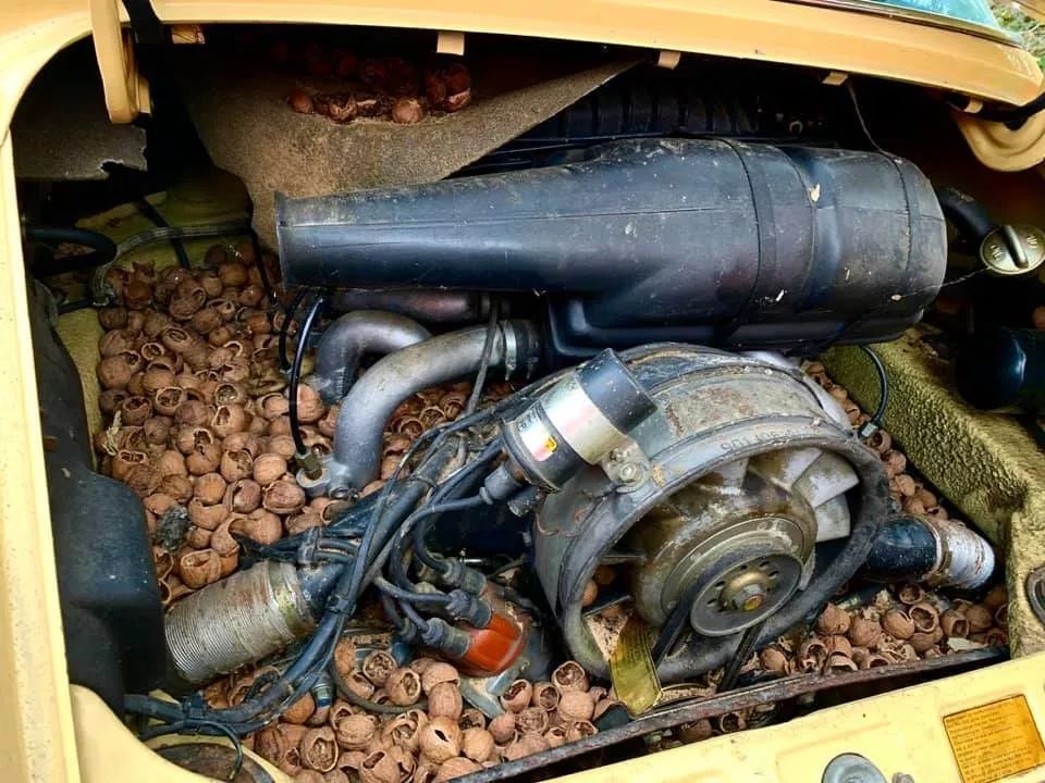 用保时捷911来存粮食，在瑞士连松鼠的生活品质都那么高