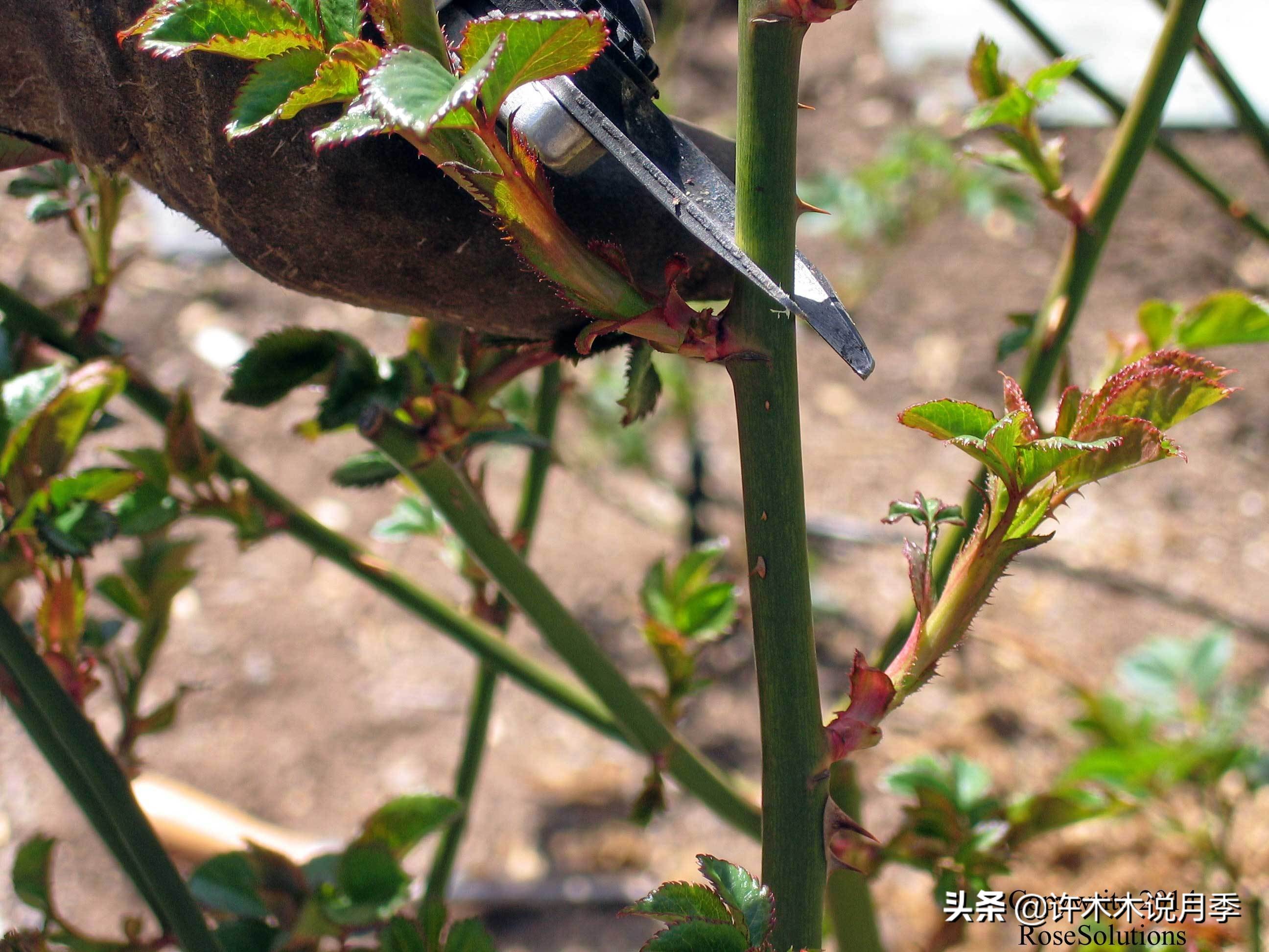 网购月季黄叶嫩芽枯萎怎么处理,网购的月季小苗黄叶了怎么栽种
