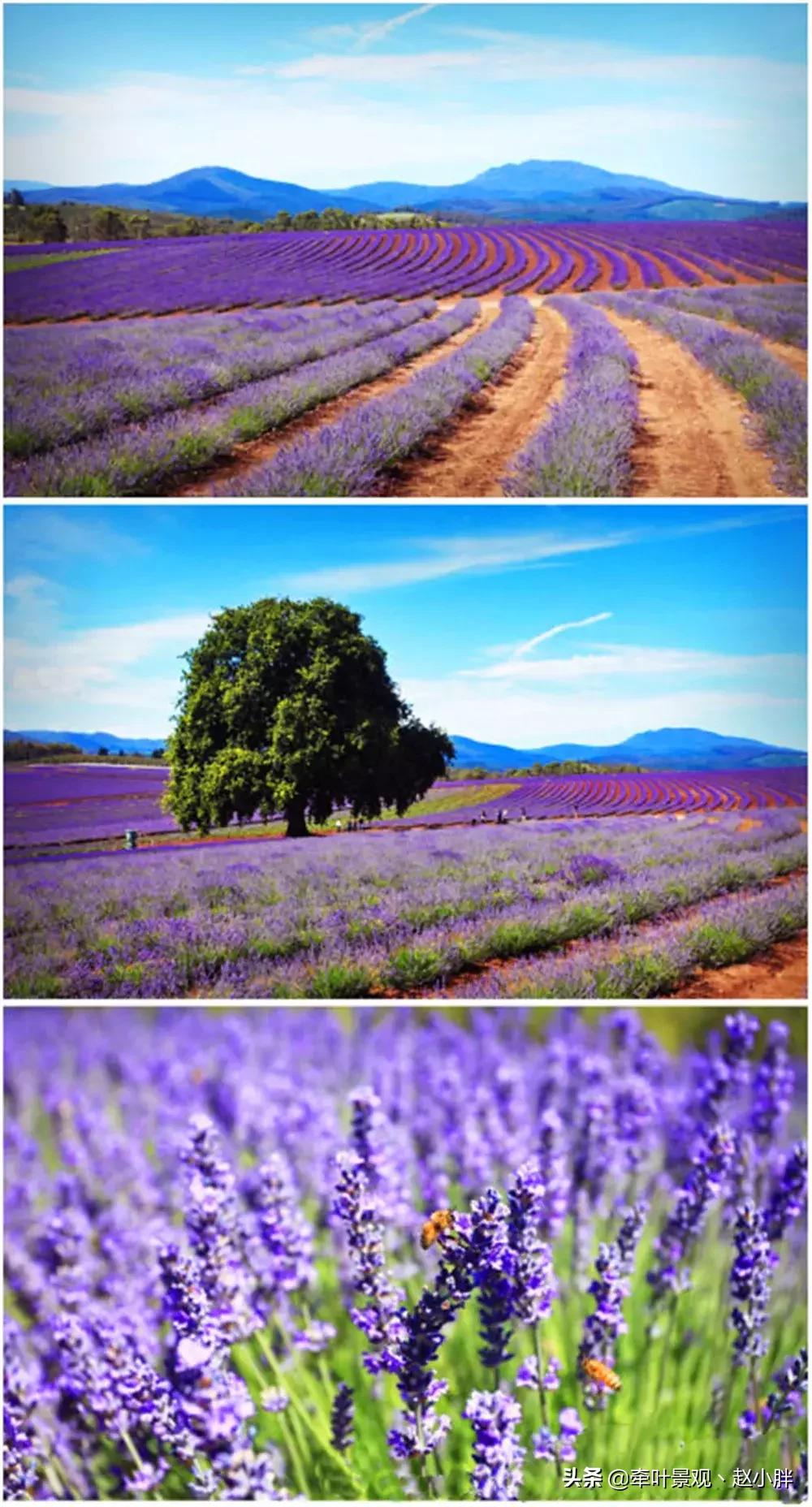 踏春寻美景,踏春赏花梯田漫步
