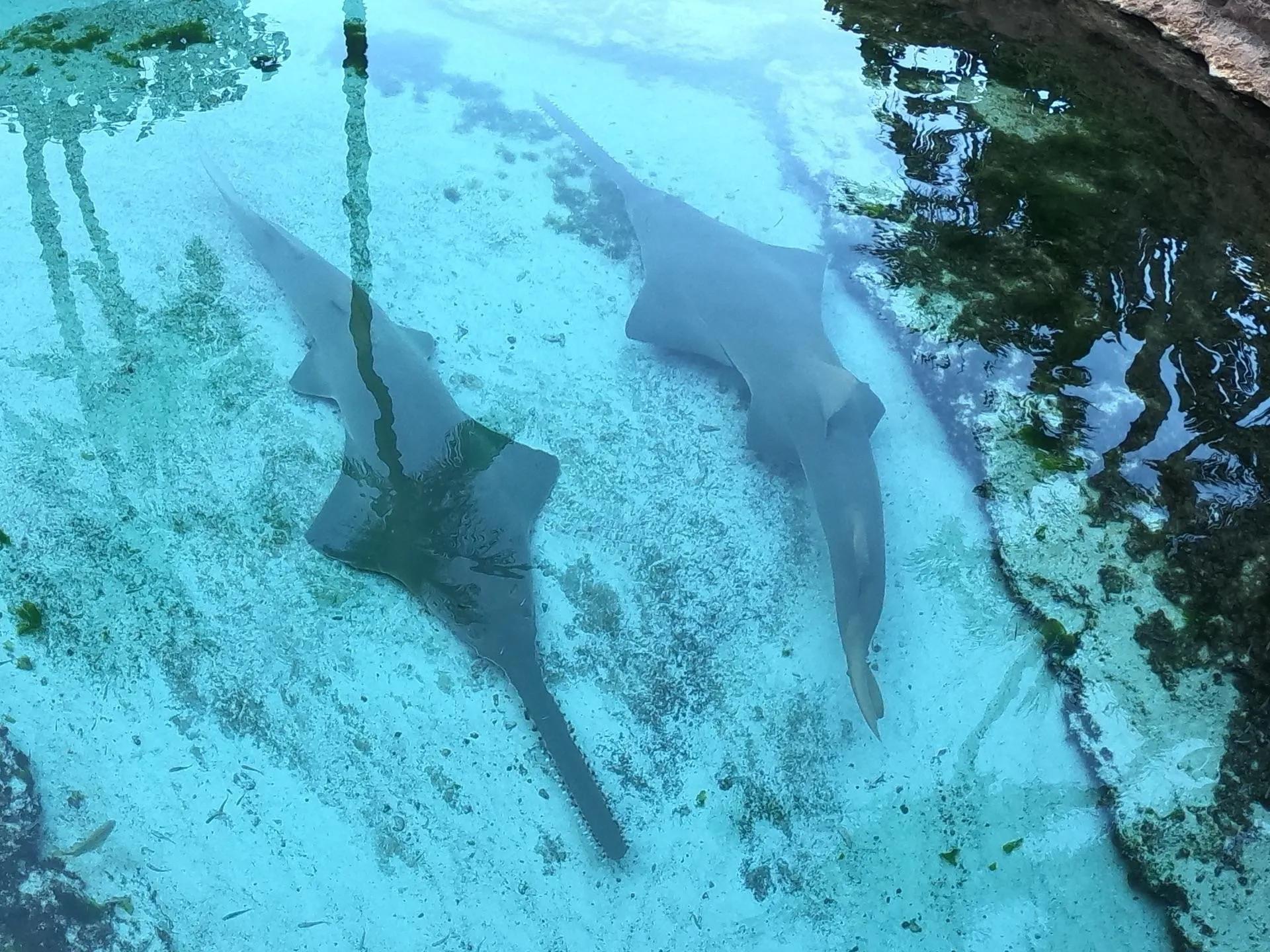 巴哈马粉色沙滩攻略,巴哈马粉沙滩