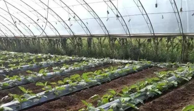 高温天气棚室管理方案,低温寡照天气如何增强光合作用