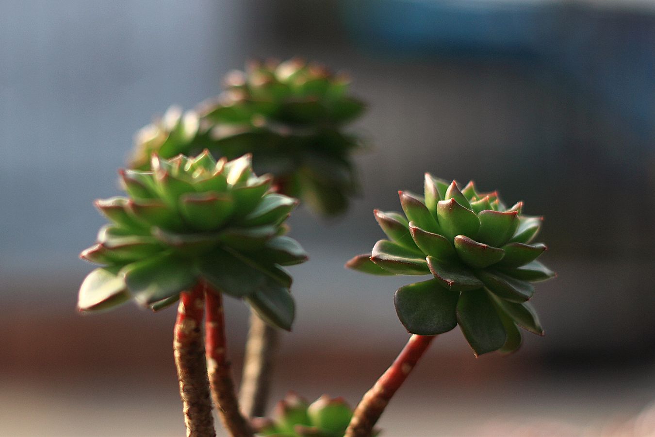 多肉长太高杆上不长叶子怎么办,多肉长得太高可以剪掉再种吗