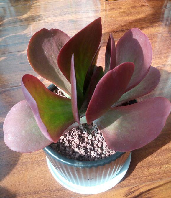 多肉唐印怎么养好看,多肉唐印的养殖方法和注意事项