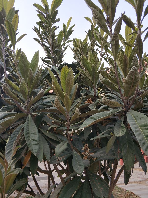 美丽的沙河,沙河一中怎么样