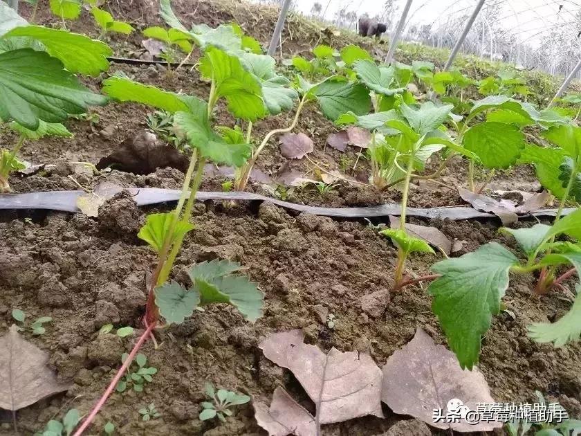 定植前秧苗起苗方法,定植后苗打蔫怎么办