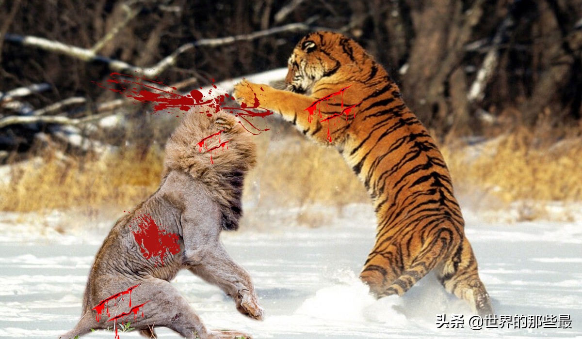 体型最小的老虎亚种能打赢狮子吗,如今有几种老虎可大战雄狮得胜