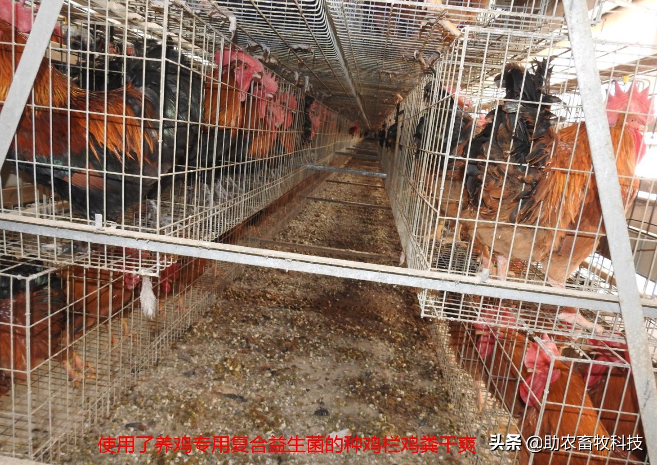 鸡粪有机肥除臭最有效的方法,鸡粪怎么发酵做养花肥料