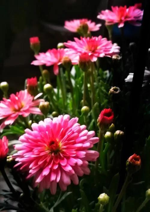 春天开的菊花类花卉大全,春季开花的波斯菊花