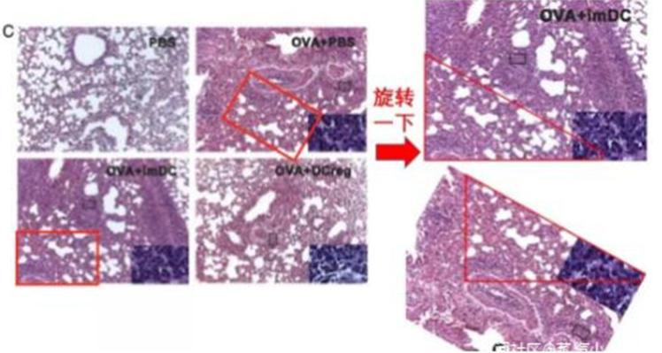 曹雪涛事件真人照片,曹雪涛回应论文实验图