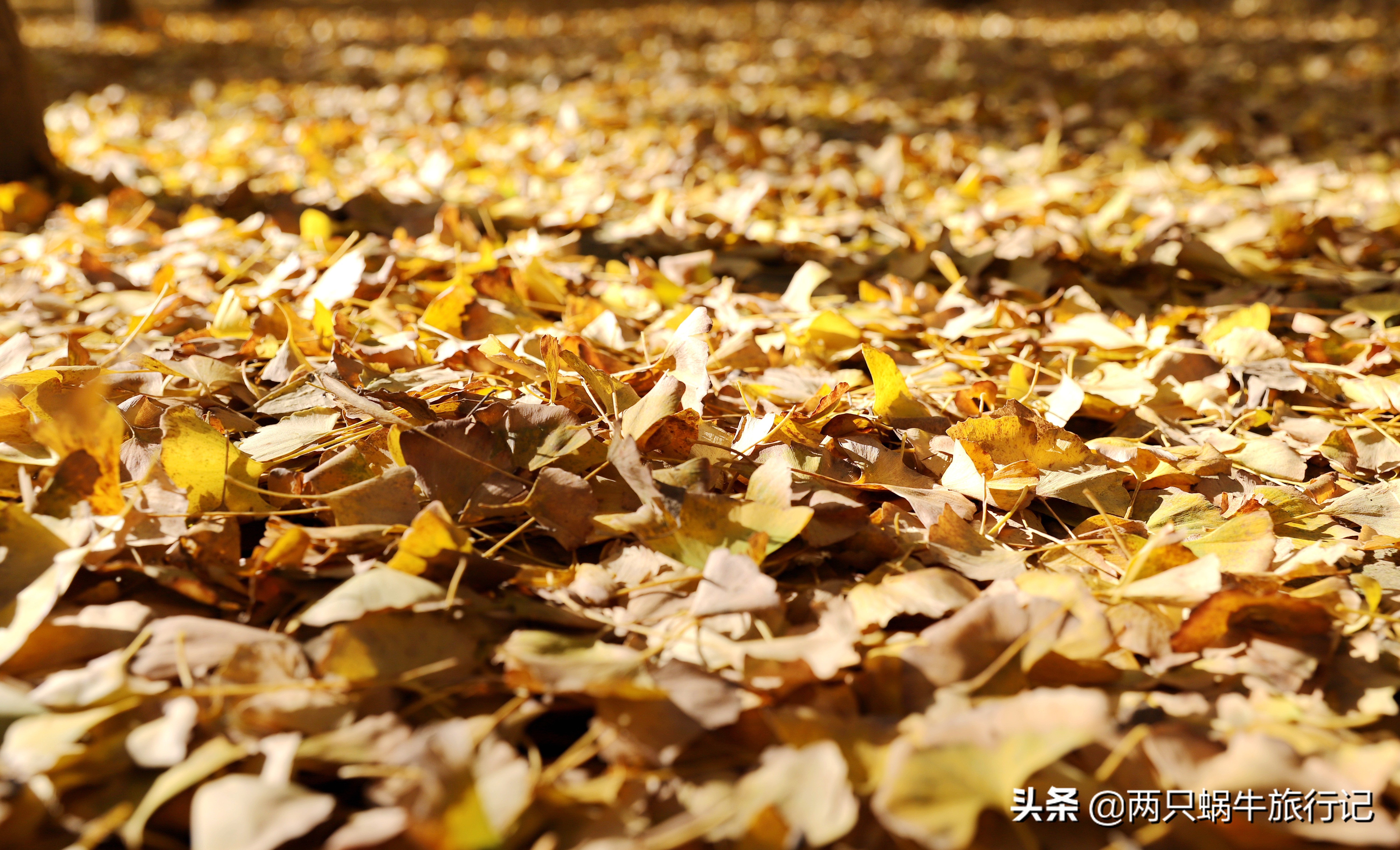 秋天落叶自然的调色盘,调色盘秋天