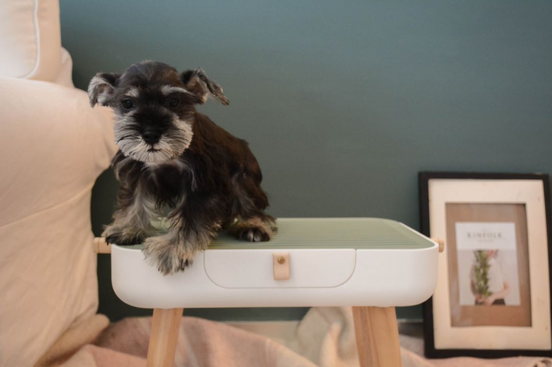 未来5年宠物智能产品,宠物产品logo设计