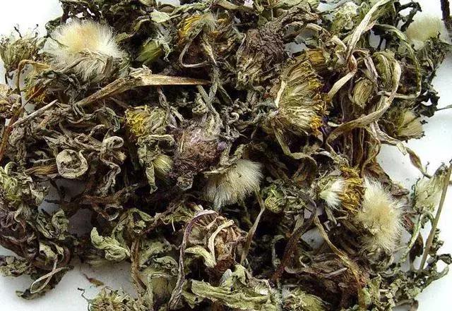 清热解毒消肿散疮消菌的蒲公英经济实用好处多，鸡病不见了