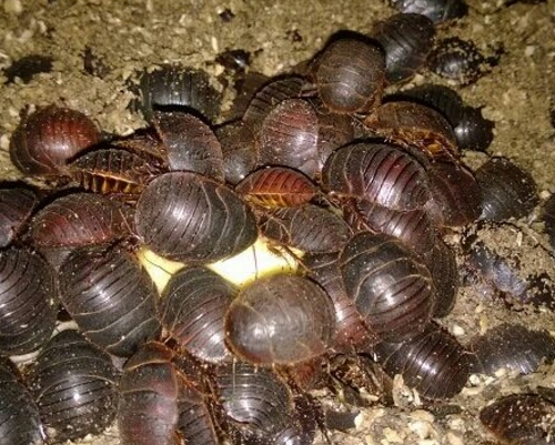 中药土鳖虫养殖,养土鳖虫经济价值高吗