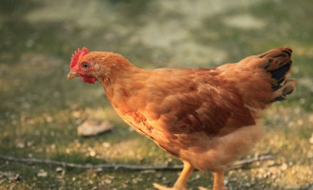 鸡眼睛睁不开怎么回事?用什么药能够治疗?一定要注意这4种疾病