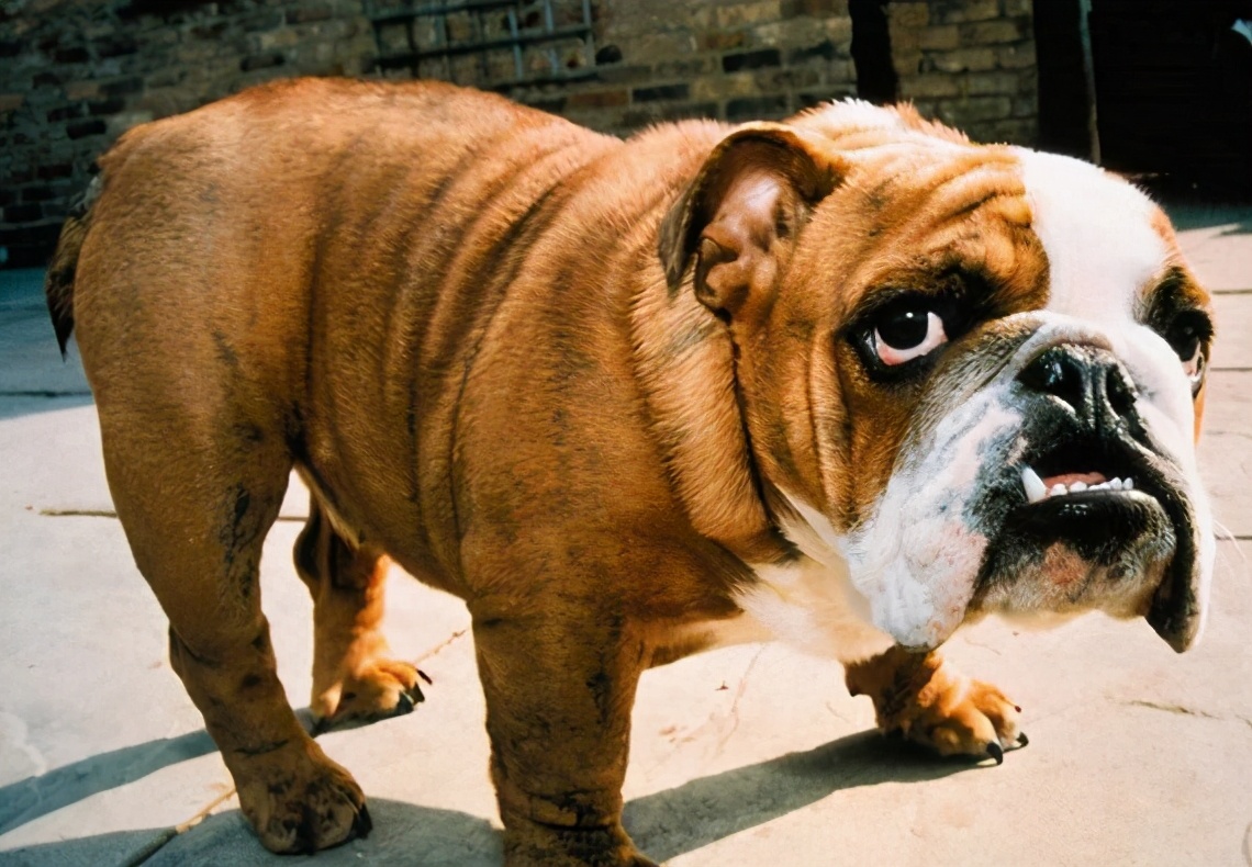 长得特别丑的狗叫什么,哪几种是又可爱又永远长不大的狗