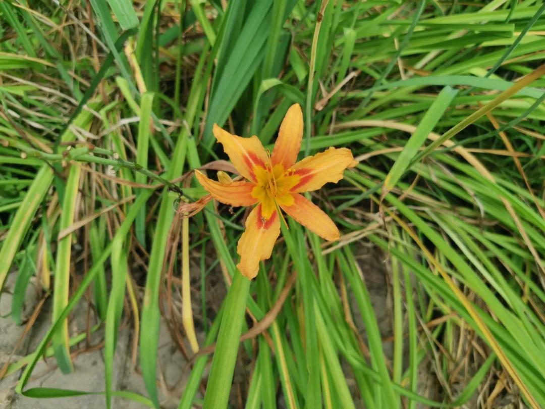 适合点缀草坪的植物,不需要光的地被植物