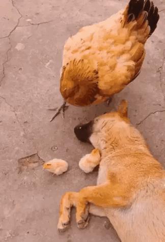 刚租的房子，打扫时发现的前租客留下的东西，要告诉房东吗？