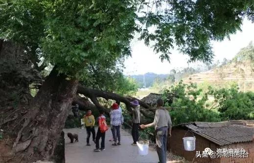 一棵被保护的百年古树,一棵百年的古树被雷击