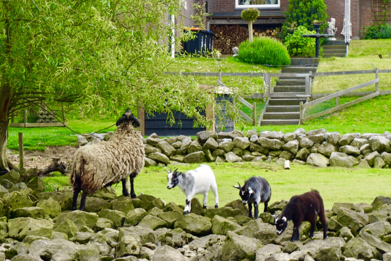荷兰风车为什么这么多,荷兰为什么被称为风车国