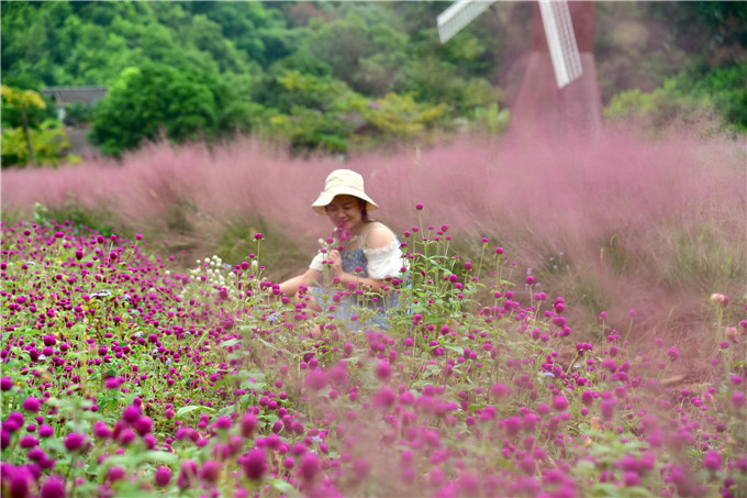肇庆市粉黛乱子草,肇庆德庆盘龙峡薰衣草