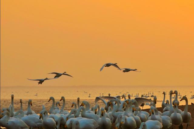 从宿州出发与天鹅相约