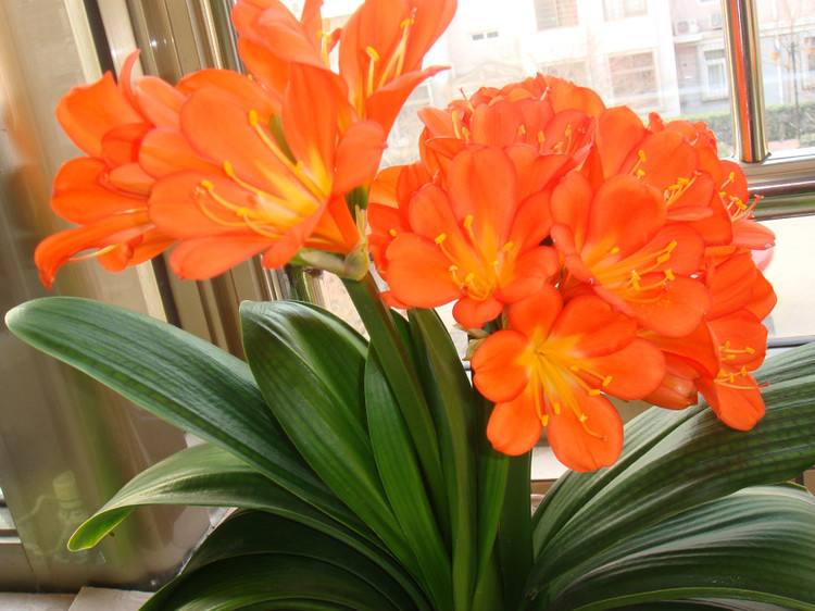 君子兰烂根换盆后怎样才能快生长,烂根的君子兰换盆后多久服盆