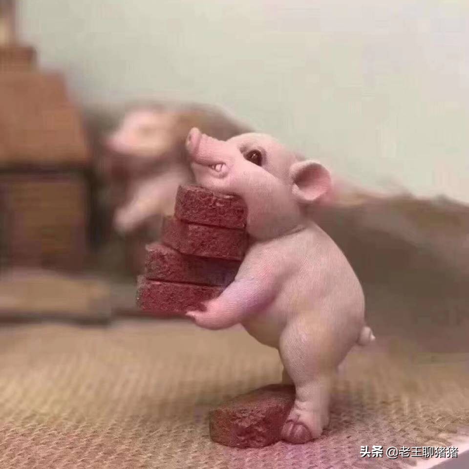 猪支原体肺炎打什么针,猪支原体肺炎活疫苗168株