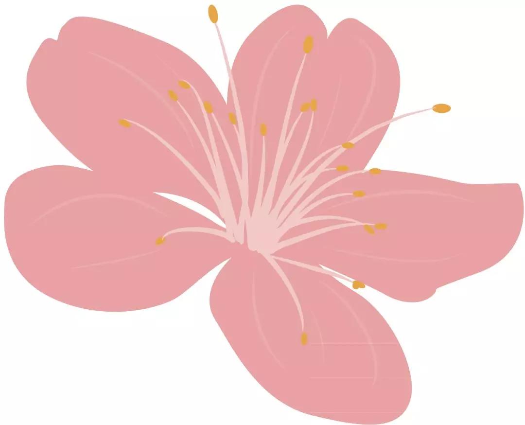 哪个樱花才是正牌樱花,哪个樱花是正品