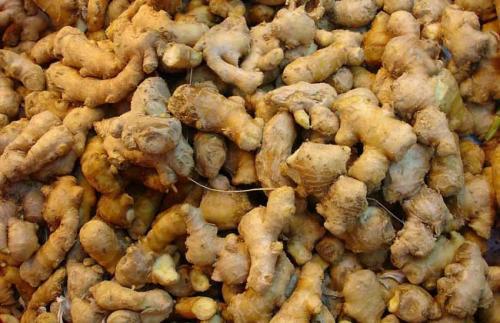 椰糠种姜种植技术,广东种姜种植时间