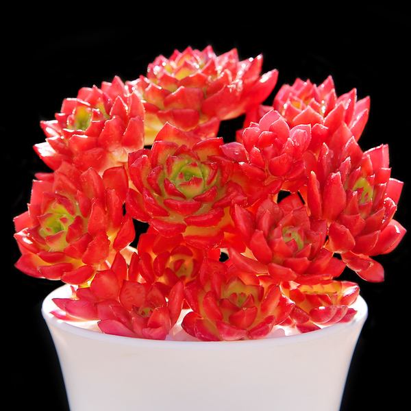 多肉中最皮实好养耐寒的品种,多肉可以四季露养的品种