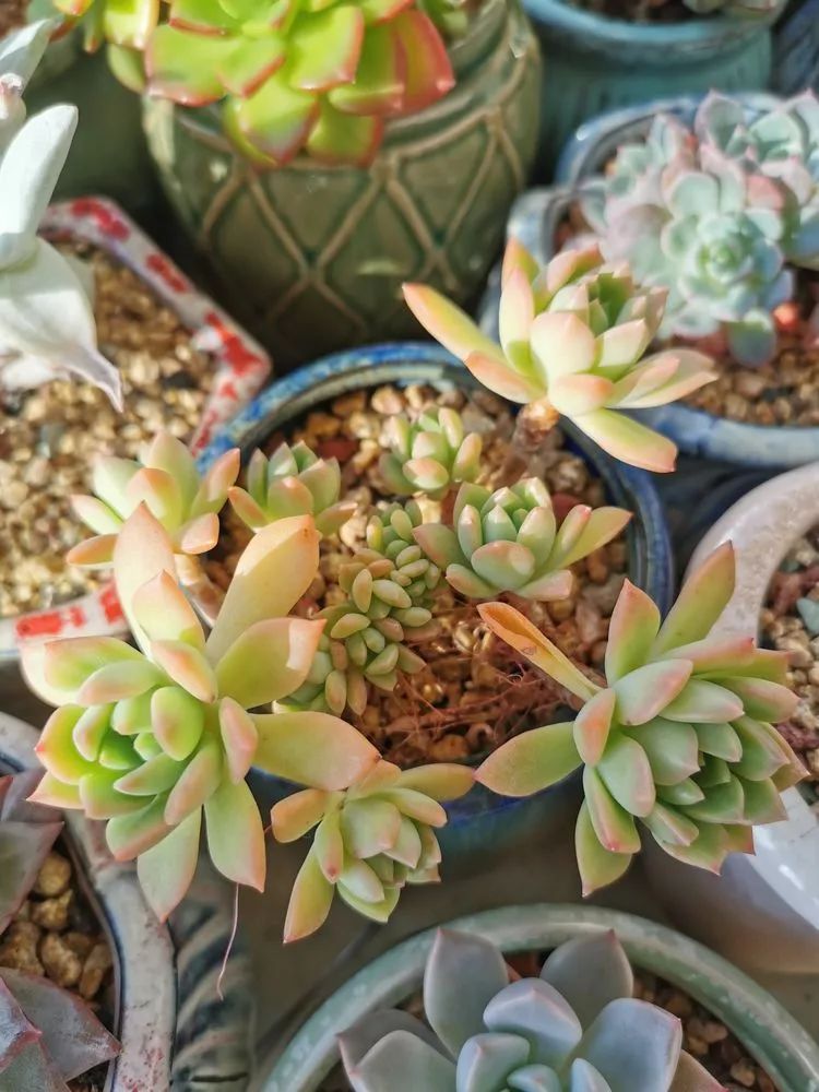 适合北方阳台党养的多肉,适合养在北阳台的多肉